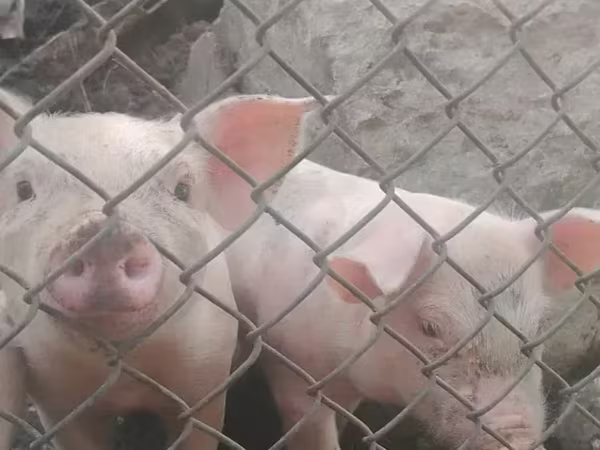 母猪, Pigs