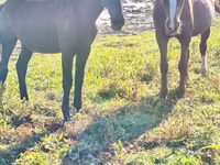 Cavalla, Cavalli — foto 4