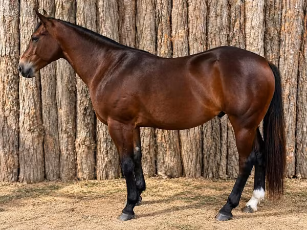Kuda jantan, Quarter Horse