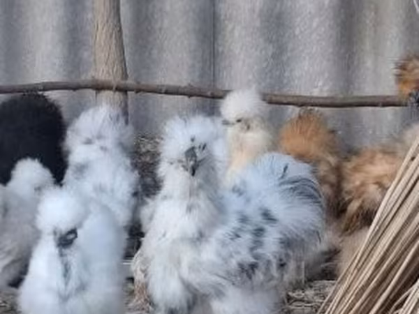 مرغ دانمارکی