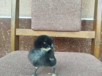 Chickens — عکس 1