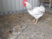 Chickens — Foto 2