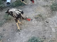 Chickens — foto 8