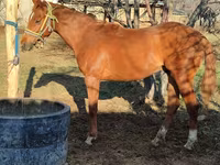 Hengst, Thoroughbred horse — Foto 7