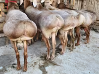 公羊, Sheep — 照片 2