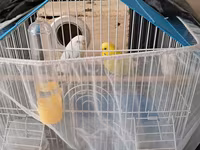 Dalmatin və sarı rəngli iki dalğıç papağanla birlikdə tam dəst quş — foto 1