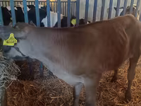 Toro, Simmental cattle — foto 5