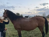 Hingst, Heste — foto 1