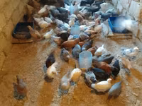 Chickens — foto 7