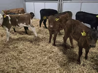 Kuh, Simmental cattle — Foto 4