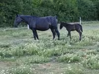 Cavalla, Cavalli — foto 4