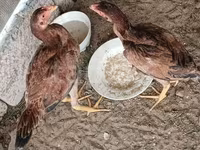 Chickens — foto 7