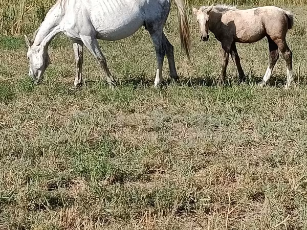 Kobila, Percheron