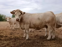 Cow, Charolais cattle — photo 3