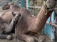 شتر (گروه، جنسیت مشخص نشده), شتر — عکس 1