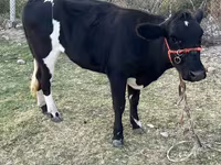 İnek, Latvian Blue cattle — foto 1
