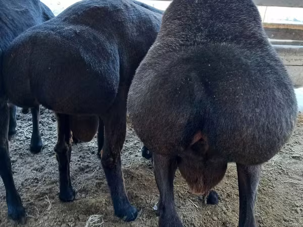 قوچ, Hissar sheep