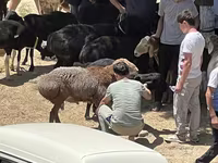 Ram, Sheep — photo 1