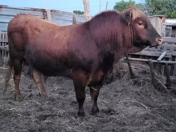 Bull, Limousin cow