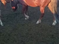 Cavallo, Kazakh horse — foto 3