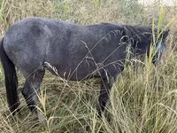 Cavallo, Cavalli — foto 4