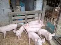 Schweine (Partie, Geschlecht nicht angegeben), Schweine — Foto 4