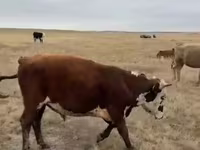 Lo’, Cattle — sawirka 2