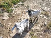 بز ماده, بز — عکس 4