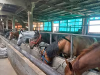 Cavalo, Cavalos — foto 1