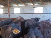 Toro, Aberdeen Angus — foto 1