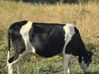 Krava, Russian Black pied cattle — foto 4