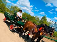 Kuda betina, Horses — foto 3