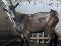 بز نر, Oberhasli goats — عکس 1