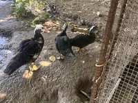 Ducks — foto 1