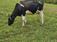 گائے, Russian Black pied cattle — تصویر 1