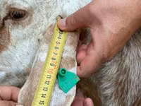 Schaf, East Friesian Dairy sheep — Foto 6