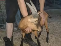 ஆண் வெள்ளாடு, Alpine goat — புகைப்படம் 3