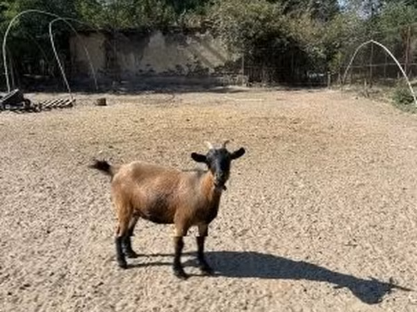 بز ماده, Dutch Landrace goats