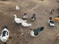 Ducks — foto 2