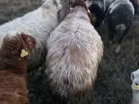 Beran, Blackheaded Persian sheep — foto 4
