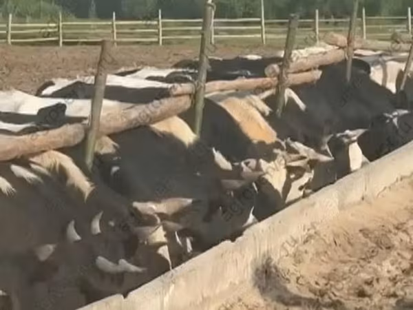 Touro, Raça Holstein