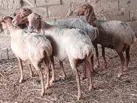 Biri-biri betina, Sheep — foto 2
