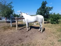 Kuda betina, Orlov Trotter — foto 1