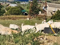 Էգ այծ, Այծեր — լուսանկար 1