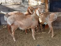 Vædder, Rhon sheep — foto 3
