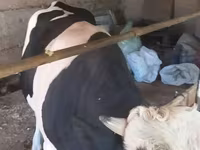 วัวตัวผู้, Russian Black pied cattle — รูปภาพ 3