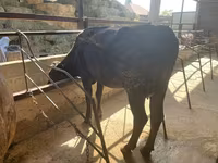 Mucca, Bovini — foto 2