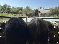 گاو نر, Swiss cattle — عکس 6