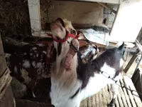بز ماده, Beetal goats — عکس 2