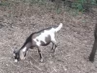 Kozel, Nubian Goat — foto 3